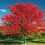 Maple Autumn Radiance